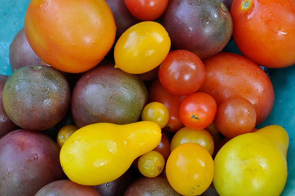Summer harvest