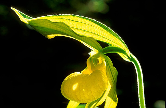 Cypripedium calceolus