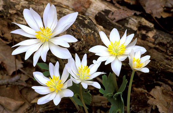 Sanguinaria canadensis