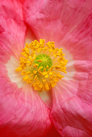Papaver rhoeas 'Shirley Poppy'