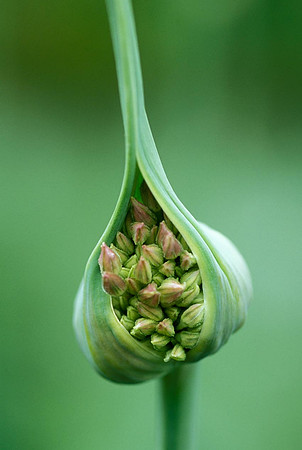 Garlic bloom