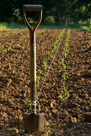 Spring planting