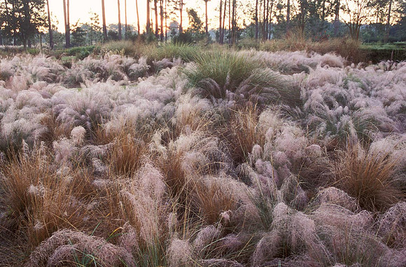 First light at Moore Farm Gardens in South Carolina