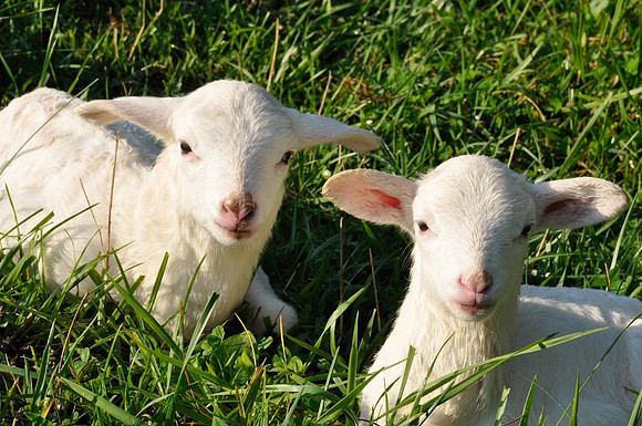 St Croix twin lambs