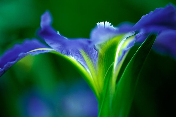 Iris Louisiana 'sinfonietta'
