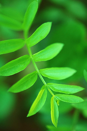 Adiantum pedantum