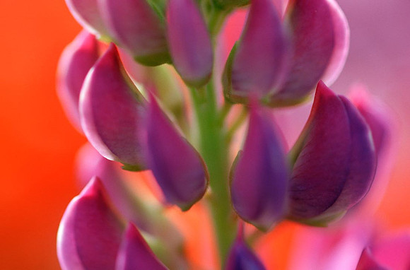 Lupinus polyphyllus