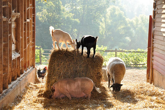 Barnyard at The Children's Home