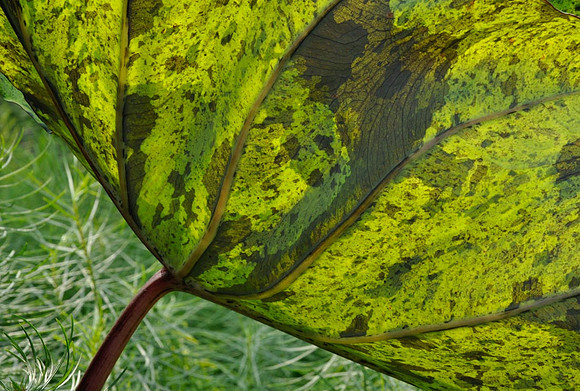 Colocasia