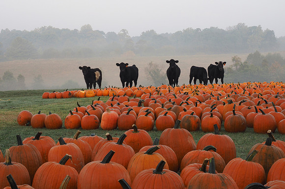 Pumpkin patch at The Children's Home