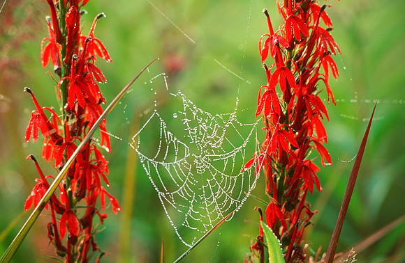 Lobelia cardinalis