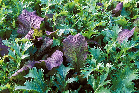 Mesclun