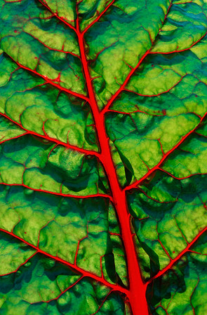 Swiss chard