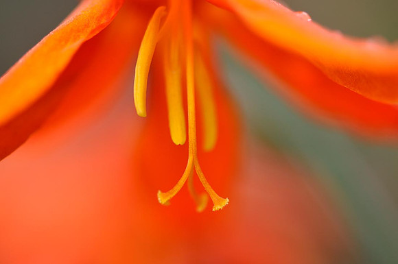 Crocosmia masoniorum