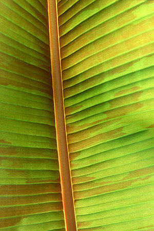 Musa
